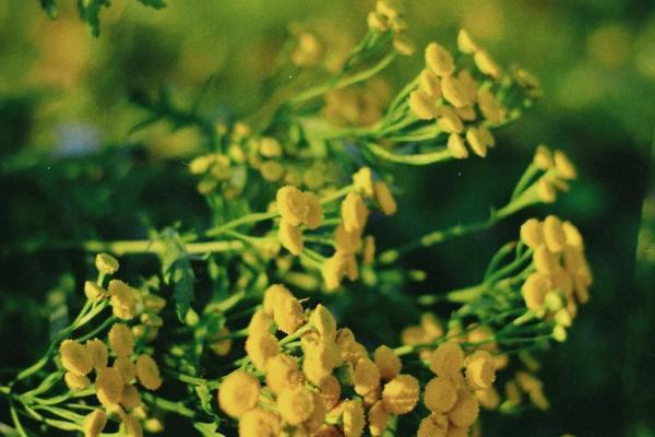 平安人壽保險(xiǎn)保單查詢怎么查？查詢方式有哪些？