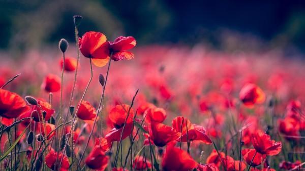 東方紅樣樣紅年金保險分紅型是什么？值不值得參保？