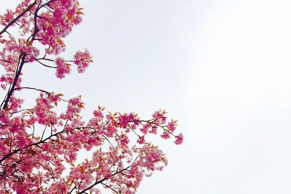 銀行的養(yǎng)老金業(yè)務是什么
