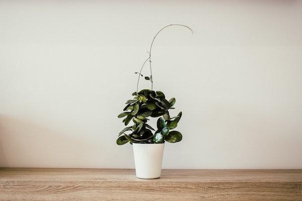 百萬醫(yī)療既往癥是指什么？百萬醫(yī)療既往癥賠付嗎？