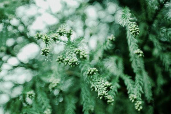太平盛世穩(wěn)贏年金保險(xiǎn)錢怎么返？保意外嗎？