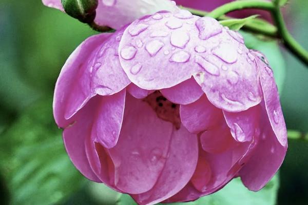 國(guó)壽盛世御享年金保險(xiǎn)第六年自動(dòng)返嗎？交多少年？