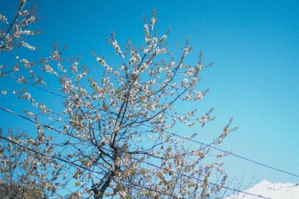 太平欣悅一世年金保險(xiǎn)怎么樣？保障什么？