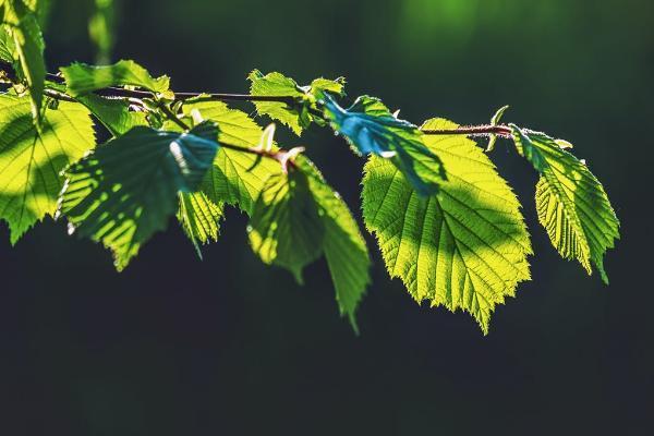 中國人壽鑫瑞穩(wěn)贏年金險(xiǎn)可靠嗎？好處有哪些？