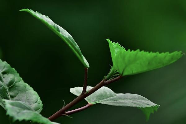鑫福年年養(yǎng)老年金保險條款是什么？十年能拿回本金嗎？