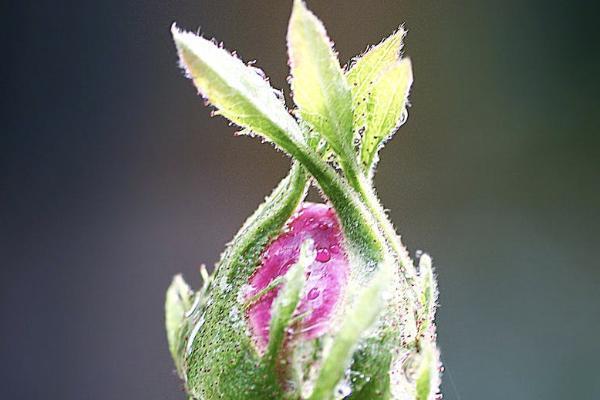 泰康幸福贏家年金保險(xiǎn)怎么樣？能不能買？