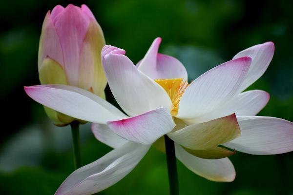 保險(xiǎn)轉(zhuǎn)年金什么意思？有什么好處？