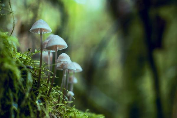 福臨門年金保險少兒版可靠嗎？保障有哪些？