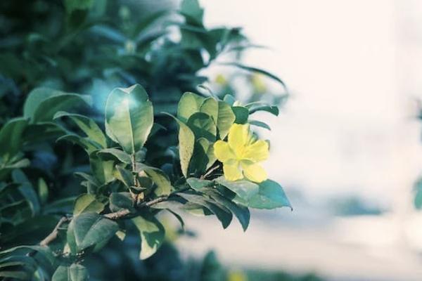 國壽鑫瑞穩(wěn)贏年金保險(xiǎn)怎么樣？有哪些不足？