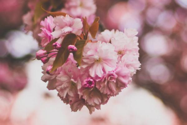 國華盛世年年年金保險c款怎么樣？具體保障是什么？