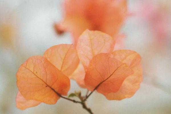 鑫福人生年金保險(xiǎn)保什么？有什么亮點(diǎn)？
