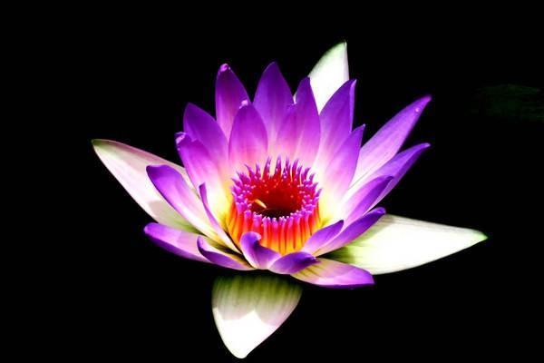 平安尊享金生年金保險條款是什么？怎么樣？