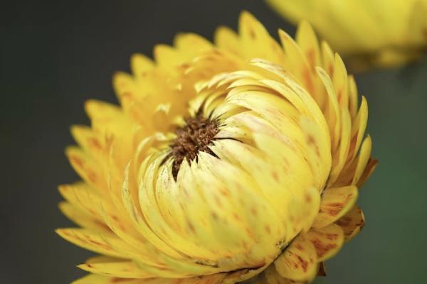 百歲人生福享版養(yǎng)老年金險怎么樣？有哪些保障？