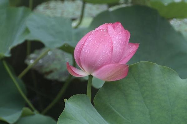 中荷金生有約養(yǎng)老年金怎么樣？靠譜嗎？