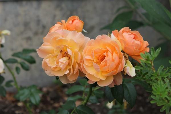 前海融耀年金保險(xiǎn)分紅型可靠嗎？特點(diǎn)有哪些？