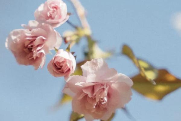 百年百悅?cè)松鷥?yōu)缺點(diǎn)有哪些？保什么？