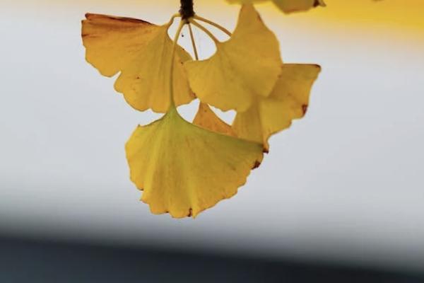 愛(ài)心人壽百歲人生養(yǎng)老年金險(xiǎn)福享版怎么樣？在哪里可以買？