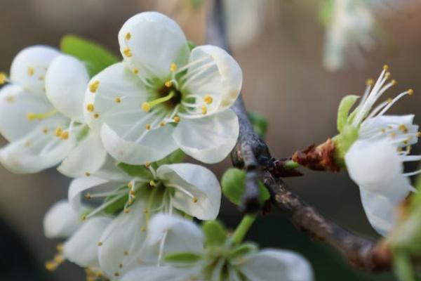 大家鑫佑所享年金保險(xiǎn)怎么樣？有哪些優(yōu)勢？