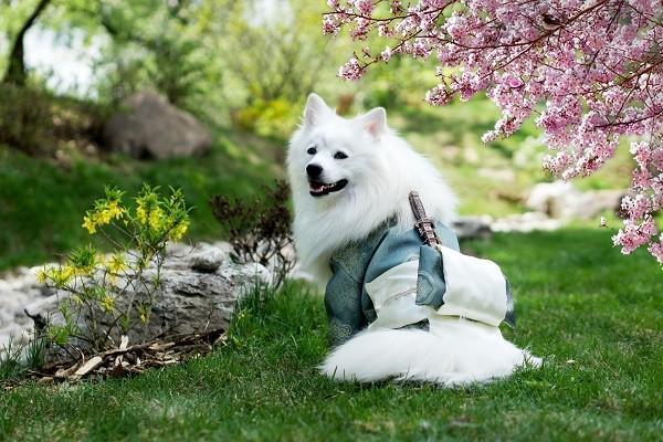 百萬(wàn)醫(yī)療保險(xiǎn)怎么聯(lián)系客服？怎么購(gòu)買？
