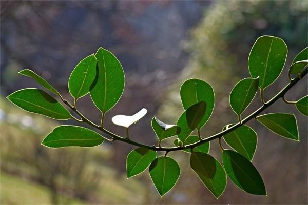 國壽鴻壽年金保險(xiǎn)條款內(nèi)容是什么？值得購買嗎？