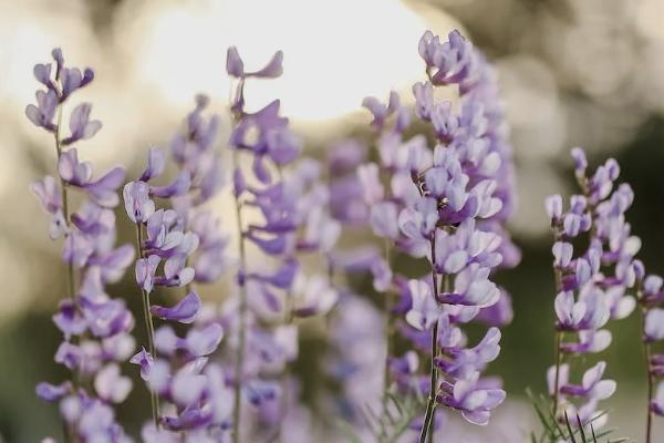 愛(ài)心百歲人生福享版投保規(guī)則如何？保什么？