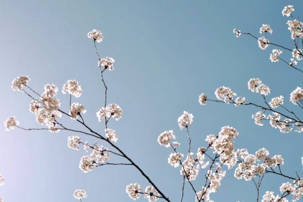 利贏年年年金保險現(xiàn)金價值高嗎？有萬能賬戶嗎？