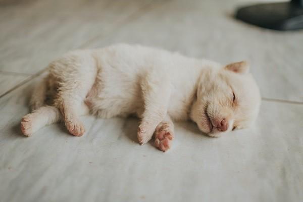 百萬醫(yī)療能報銷狂犬疫苗嗎