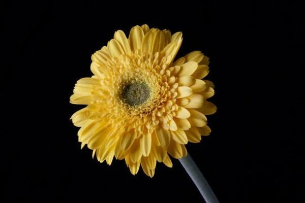 太平盈盛兩全保險(xiǎn)b款分紅型怎么樣？保障什么？