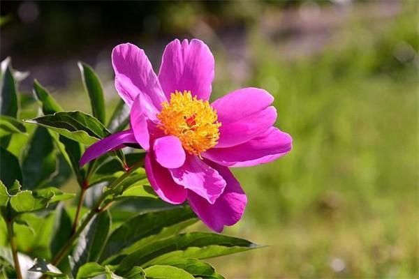 銀齡安康意外險(xiǎn)50元保的范圍是什么？報(bào)銷標(biāo)準(zhǔn)是什么？