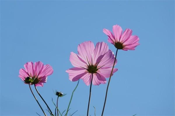 歡太優(yōu)享百萬(wàn)醫(yī)療保險(xiǎn)如何？適合什么人買(mǎi)？