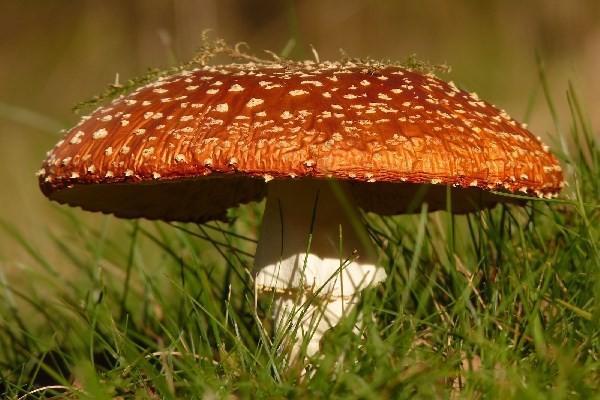 坐飛機不買保險出意外會賠錢嗎？航空意外險一般賠多少錢呢？