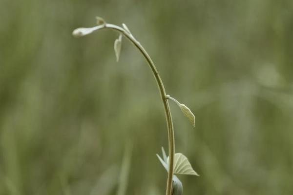 弘康金玉滿堂2.0有哪些坑？保什么？