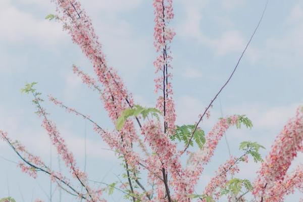 太平洋保險(xiǎn)鑫相伴(尊享版)投保規(guī)則有哪些？保障的內(nèi)容有哪些？