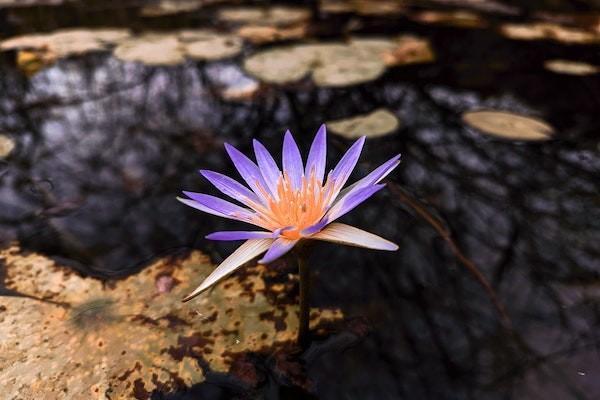 意外險傷殘鑒定費(fèi)由誰承擔(dān)？一般需要多少錢？