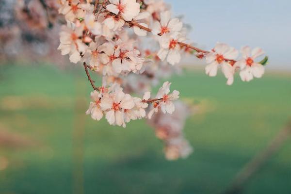 盛世金生終身壽險(xiǎn)可以提前取款嗎？適合哪些人購(gòu)買？