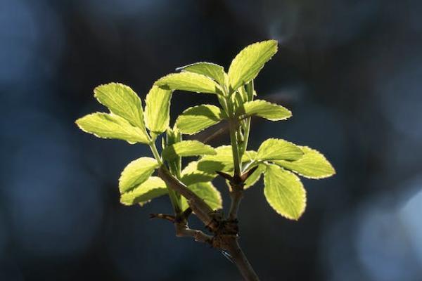 弘康弘運(yùn)穩(wěn)贏終身壽險(xiǎn)保障什么？收益怎么樣？
