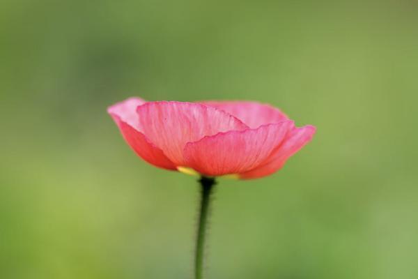 金玉滿堂增額壽險(xiǎn)是哪家公司的？收益如何？