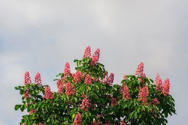 農(nóng)村醫(yī)療保險小孩怎么報銷？報銷比例是多少？