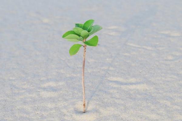 信泰千萬傳承b款終身壽險(xiǎn)可靠嗎？有什么優(yōu)勢和不足？