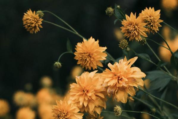 達(dá)爾文7號重疾險有哪些投保規(guī)則？有什么優(yōu)點？