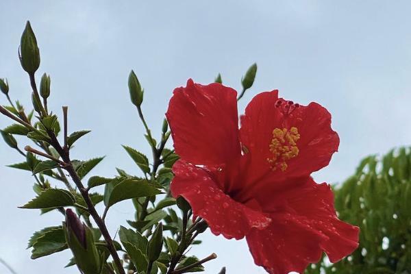 弘康弘運(yùn)連連怎么樣？可靠嗎？