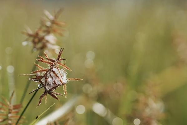 和泰增多多3號增額終身壽險投保規(guī)則是怎樣的？都保些什么？