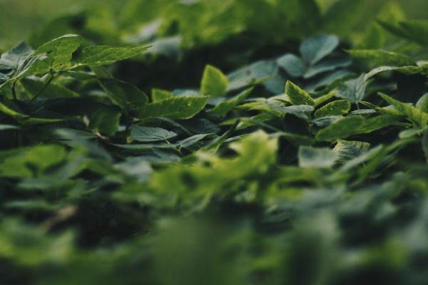 農合和百萬醫(yī)療險的區(qū)別是什么？可以都買嗎？