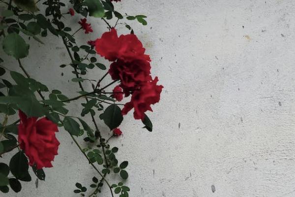 中國人保健康福重疾險有哪些優(yōu)勢？值得買嗎？
