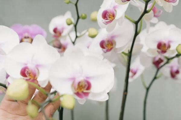 金典人生重疾險值得購買嗎？怎么買？