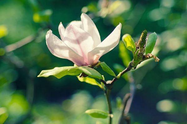 北京大黃蜂7號少兒重疾險保什么？有什么優(yōu)點？