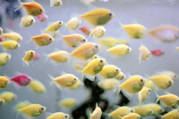 泰康健康百分百d款重大疾病保險保什么？有什么不足？