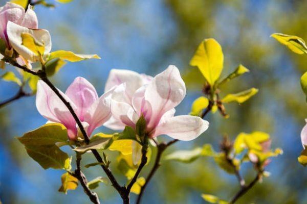 鼎誠人壽一生關愛養(yǎng)老年金下架了嗎？有什么優(yōu)點？