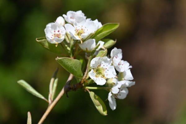 大黃蜂7號(hào)和8號(hào)的區(qū)別有哪些？誰(shuí)的保費(fèi)更便宜？
