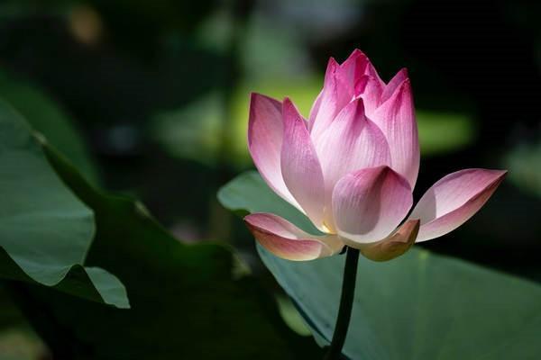心臟病算意外險(xiǎn)嗎？意外險(xiǎn)保障范圍有哪些？